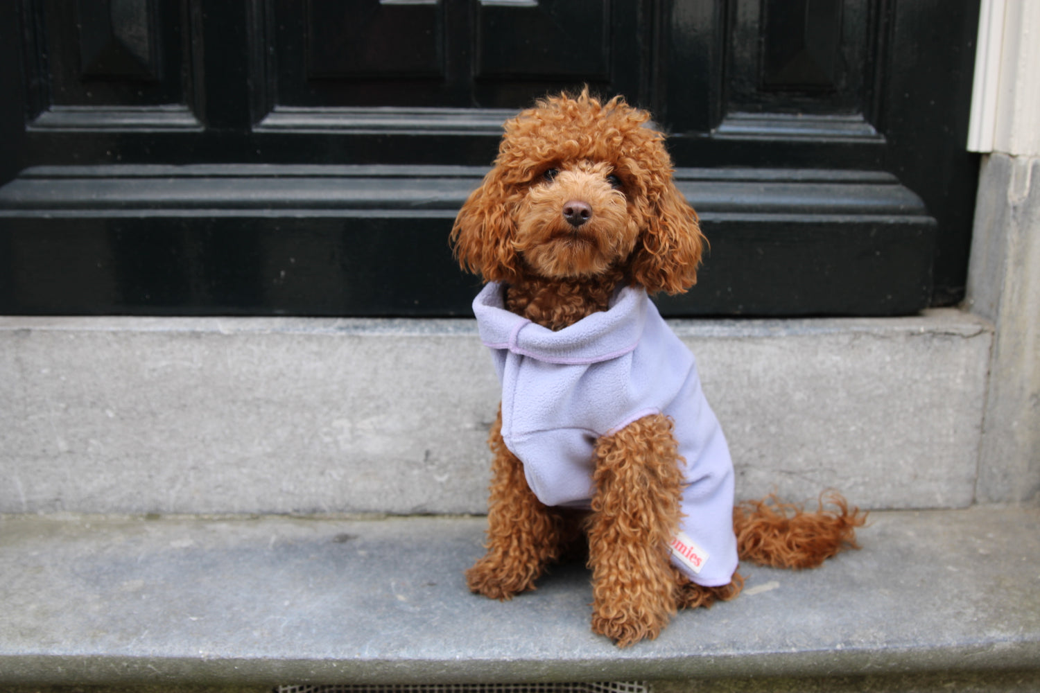 Dog wearing a fleece sweater sitting on steps in front of a door in Amsterdam
