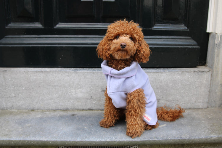 Dog wearing a fleece sweater sitting on steps in front of a door in Amsterdam
