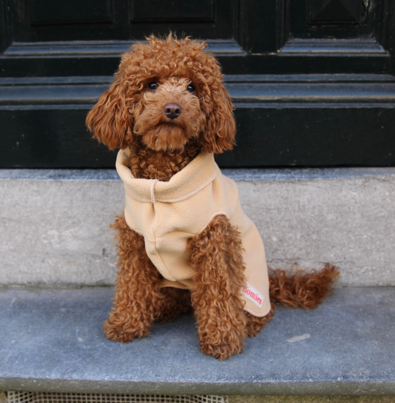 Small brown dog wearing a beige sweater sitting on steps.