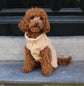 Small brown dog wearing a beige sweater sitting on steps.